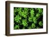 A Coral Colony Fluoresces as Uv Light Is Shown Upon It-Stocktrek Images-Framed Photographic Print