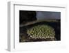 A Coral Colony Grows in Shallow Water in the Solomon Islands-Stocktrek Images-Framed Photographic Print