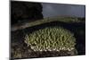 A Coral Colony Grows in Shallow Water in the Solomon Islands-Stocktrek Images-Mounted Photographic Print