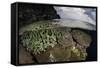 A Coral Reef Grows in Shallow Water in the Solomon Islands-Stocktrek Images-Framed Stretched Canvas