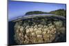 A Coral Reef Grows in Shallow Water in the Solomon Islands-Stocktrek Images-Mounted Photographic Print