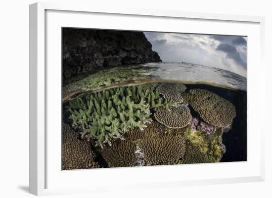 A Coral Reef Grows in Shallow Water in the Solomon Islands-Stocktrek Images-Framed Photographic Print