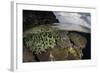 A Coral Reef Grows in Shallow Water in the Solomon Islands-Stocktrek Images-Framed Photographic Print