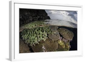 A Coral Reef Grows in Shallow Water in the Solomon Islands-Stocktrek Images-Framed Photographic Print