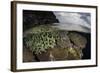 A Coral Reef Grows in Shallow Water in the Solomon Islands-Stocktrek Images-Framed Photographic Print