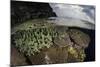 A Coral Reef Grows in Shallow Water in the Solomon Islands-Stocktrek Images-Mounted Photographic Print