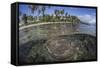 A Coral Reef Grows Near the Shore of Guadalcanal-Stocktrek Images-Framed Stretched Canvas