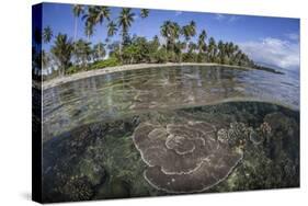 A Coral Reef Grows Near the Shore of Guadalcanal-Stocktrek Images-Stretched Canvas