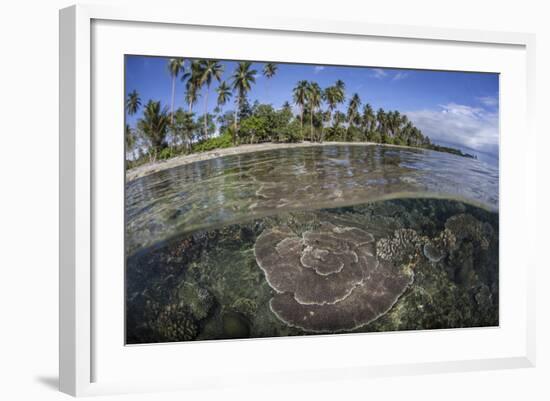 A Coral Reef Grows Near the Shore of Guadalcanal-Stocktrek Images-Framed Photographic Print