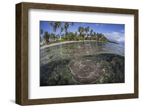 A Coral Reef Grows Near the Shore of Guadalcanal-Stocktrek Images-Framed Photographic Print