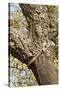 A Corkwood Tree-Deyan Georgiev-Stretched Canvas