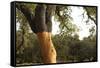 A Corkwood Tree-Deyan Georgiev-Framed Stretched Canvas