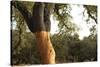 A Corkwood Tree-Deyan Georgiev-Stretched Canvas