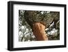 A Corkwood Tree-Deyan Georgiev-Framed Photographic Print