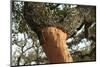 A Corkwood Tree-Deyan Georgiev-Mounted Photographic Print