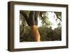 A Corkwood Tree-Deyan Georgiev-Framed Photographic Print