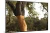 A Corkwood Tree-Deyan Georgiev-Mounted Photographic Print