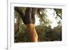 A Corkwood Tree-Deyan Georgiev-Framed Photographic Print