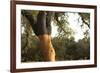 A Corkwood Tree-Deyan Georgiev-Framed Photographic Print