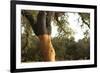 A Corkwood Tree-Deyan Georgiev-Framed Photographic Print