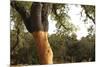 A Corkwood Tree-Deyan Georgiev-Mounted Photographic Print