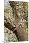 A Corkwood Tree-Deyan Georgiev-Mounted Photographic Print