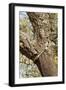 A Corkwood Tree-Deyan Georgiev-Framed Photographic Print