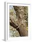 A Corkwood Tree-Deyan Georgiev-Framed Photographic Print