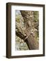 A Corkwood Tree-Deyan Georgiev-Framed Photographic Print