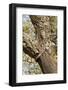 A Corkwood Tree-Deyan Georgiev-Framed Photographic Print