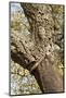 A Corkwood Tree-Deyan Georgiev-Mounted Photographic Print