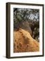 A Corkwood Tree-Deyan Georgiev-Framed Photographic Print