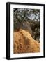 A Corkwood Tree-Deyan Georgiev-Framed Photographic Print