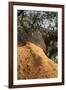 A Corkwood Tree-Deyan Georgiev-Framed Photographic Print