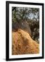 A Corkwood Tree-Deyan Georgiev-Framed Photographic Print