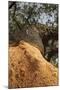 A Corkwood Tree-Deyan Georgiev-Mounted Photographic Print