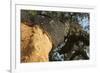 A Corkwood Tree-Deyan Georgiev-Framed Photographic Print