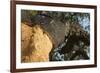 A Corkwood Tree-Deyan Georgiev-Framed Photographic Print