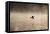 A Cormorant Flies over a Misty Lake at Sunrise-Alex Saberi-Framed Stretched Canvas