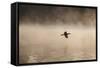 A Cormorant Flies over a Misty Lake at Sunrise-Alex Saberi-Framed Stretched Canvas