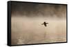 A Cormorant Flies over a Misty Lake at Sunrise-Alex Saberi-Framed Stretched Canvas