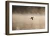 A Cormorant Flies over a Misty Lake at Sunrise-Alex Saberi-Framed Photographic Print