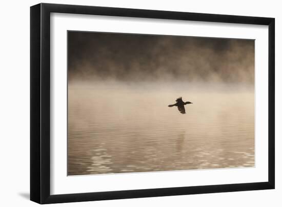 A Cormorant Flies over a Misty Lake at Sunrise-Alex Saberi-Framed Photographic Print