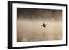 A Cormorant Flies over a Misty Lake at Sunrise-Alex Saberi-Framed Photographic Print