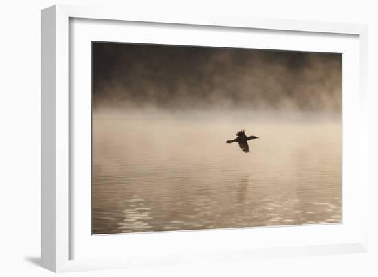 A Cormorant Flies over a Misty Lake at Sunrise-Alex Saberi-Framed Photographic Print