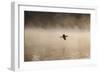 A Cormorant Flies over a Misty Lake at Sunrise-Alex Saberi-Framed Photographic Print