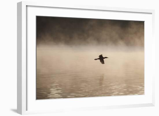 A Cormorant Flies over a Misty Lake at Sunrise-Alex Saberi-Framed Photographic Print