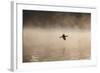 A Cormorant Flies over a Misty Lake at Sunrise-Alex Saberi-Framed Photographic Print