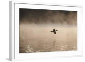 A Cormorant Flies over a Misty Lake at Sunrise-Alex Saberi-Framed Photographic Print