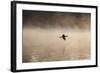 A Cormorant Flies over a Misty Lake at Sunrise-Alex Saberi-Framed Photographic Print